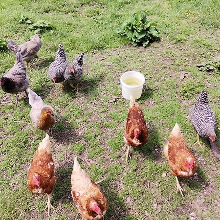 헤르마고 Bergbauernhof Schluder 아파트 외부 사진