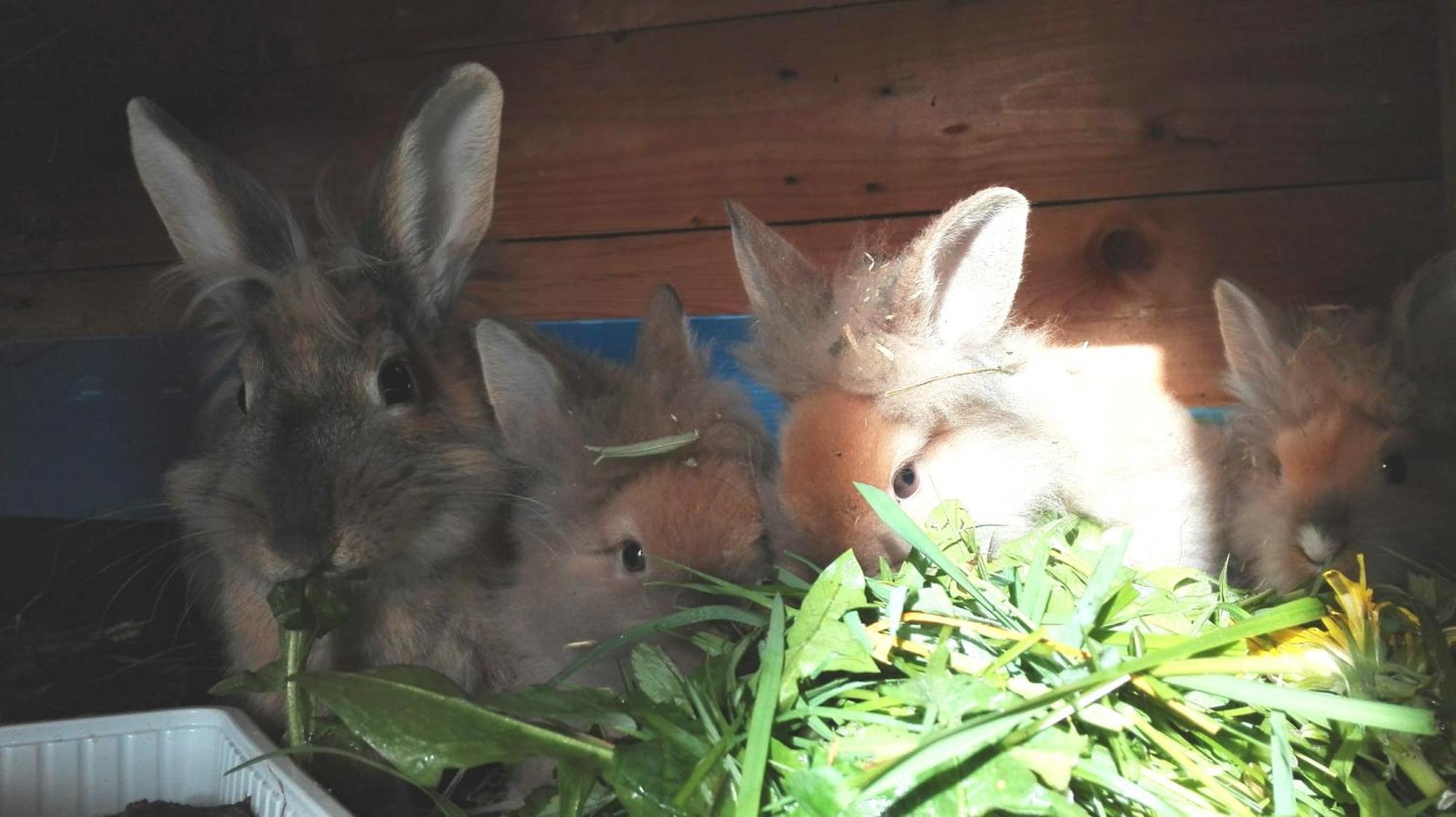 헤르마고 Bergbauernhof Schluder 아파트 외부 사진